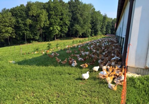 klima-huhn- Bio Landwirtschaft-erwin-schiefer-hühner